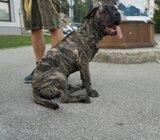 Dogo canario presa stene musko