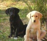 labrador štenci