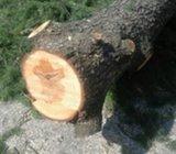 Stablo CEDAR