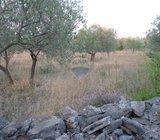 MASLINJAK od 2360 m2