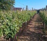 Vinograd, Bešlinec, Trojičko brdo, 460 m2