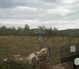 Istra, - Maslinik sa stotinjak maslina blizu a