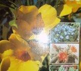 DICTIONARY OF HOUSEPLANTS