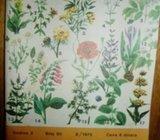 MILAN SOLDATAKOVIĆ LEKOVITO BILJE