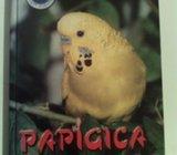 Papigica tigrica - Željko Vibiral