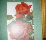 PETRANOVIĆ UZGOJ RUŽA