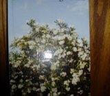 PHIL BOSMANS SRCEM KROZ GODINU