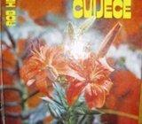 R. HERWIG SOBNO I VRTNO CVIJEĆE