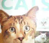 CATS - a mine of informations