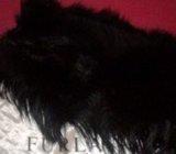 SAVRŠENA FURLA STOLA, SIBIRSKI VUK