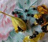 Belamcanda /sjemenke iz domaćeg uzgoja/