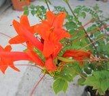 TECOMARIA CAPENSIS - sadnice