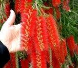 CALLISTEMON /kalistemon/ svježe sjemenke, -75 sjemenki