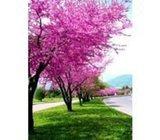 CERCIS SILIQUAUSTRUM Judić-Judino drvo 30 sjemenki