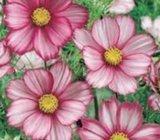 Cosmos Uresnica 