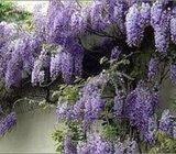 Glicinija Wisteria floribunda , sadnica