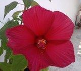 Hibiscus - močvarni - CRVENI CVIJET-15 sjemenki - trajnica