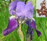 IRIS - PERUNIKA - sjeme (1000x)