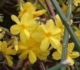 JASMINUM NUDIFLORUM - Zimski jasmin . sadnice
