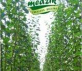 KVALITETNE VOĆNE I LOZNE SADNICE