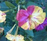 Mirabilis jalapa -- noćna frajla-- sjemenke--3o sjemenki