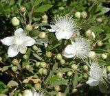 Myrtus communis / mirta - mrča / 150 sjemenki
