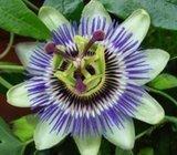 PASSIFLORA --Gospodinova, Isusova kruna-30 sjemenki -- sadnice