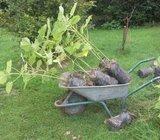 Hitno prodajem dvogodisnje sadnice paulownia