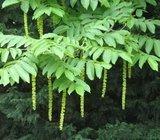 Pterocarya fraxinifolia - kavkaska pterokarija; sadnica; drvo
