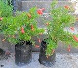 Punica granatum mini šipak, mini nar /sjemenke i sadnice-4 god./