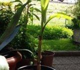 Sadnice banane prodajem