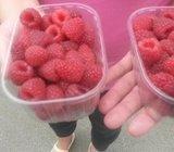 Sadnice malina Polana - zamjena za sadnice američkih borovnica