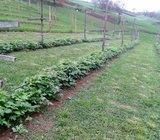 Sadnice Malina Polka, Vilamet, Tulamin