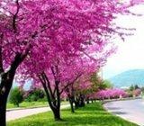 SERIS SILIQUAUSTRUM Judino drvo --30 sjemenki