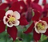 Sjeme Aquilegia, pakujac crveno bijeli