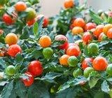 SOLANUM CAPSICASTRUM --- zimska trešnja - sjemenke 40 kom