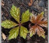 VIRGINIJA PUZAVAC --divlja loza-- 30 sjemenki