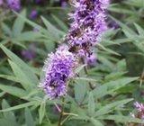 VITEX AGNUS - CASTUS / konopljika / ljubičasto-plava-sjemenke 40 kom