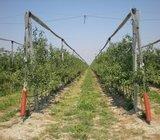 VOCNE SADNICE KVALITETNE, SERTIFIKOVANE