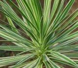 Yucca variegata , palma