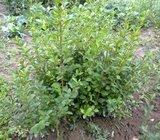 kalina (ligustrum) za živicu